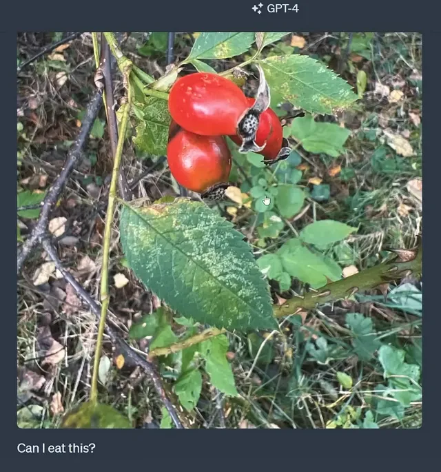 photo of rose hips